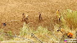 برترین لحظه حیوانات حمله حیوان...