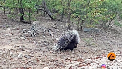 باغ وحش برترین لحظه حیوانات حم...