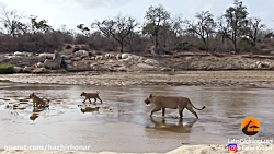 برترین لحظه حیوانات حمله حیوان...