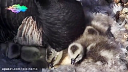 سکانس اولین پرواز جوجه غاز ها...