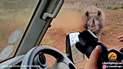 لحظه شکار حیوانات نبرد حیوانات...