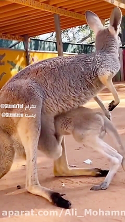 وقتی 30 سالته ولی هنوز تو خونه مامانتی
