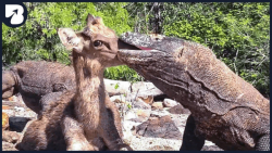 جنگ و نبرد حیوانات وحشی  حیوان...