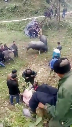 جنگ گاومیش وکرگدن وانسان