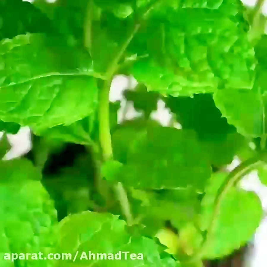 هر فنجان چای احمد شما را به تجربه ای جدید از طعم و عطر چای دعوت می کند.