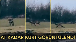 بزرگترین گرگ های ترکیه فیلم گر...