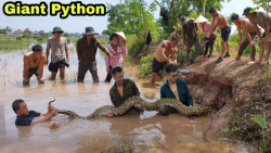 شکار انسان توسط مار غول پیکر ک...