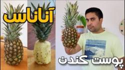 انتخاب کردن آناناس سالم و رسید...