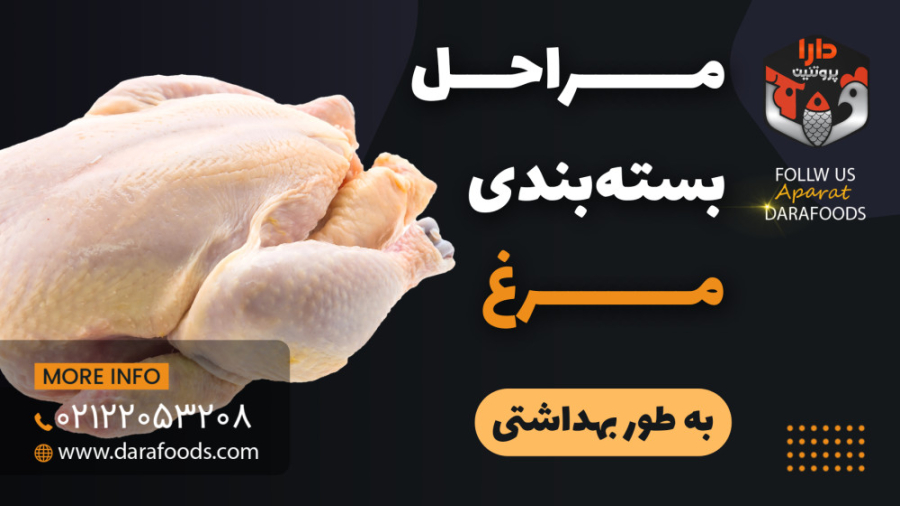 مراحل بسته بندی مرغ های بهداشتی دیدید؟