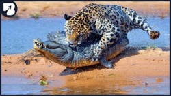 حیوانات حیات وحش  17 نبرد دیدن...