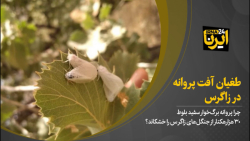 طغیان آفت پروانه در زاگرس طغیان آفت پروانه در زاگرس