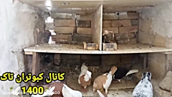 نمایشی از جوجه&zwnj;ها ولانه ج...