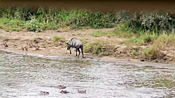 برترین لحظه های حیوانات  حیات...