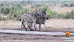 برترین لحظه های حیوانات  حیات...