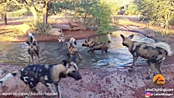 برترین لحظه های حیوانات  حیات...