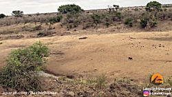 نبرد حیوانات وحشی حیات وحش باغ...