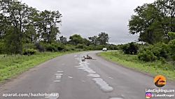 نبرد حیوانات وحشی حیات وحش باغ...