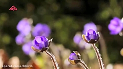 موزیک ویدئو شاد عروسی