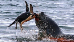 حیوانات  حیوانات وحشی  خوردن ز...