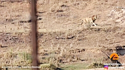 نبرد حیوانات برترین برنامه حیو...