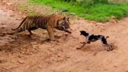 مبارزه واقعی ببر و سگ | فیلم ج...