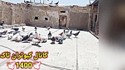 راههای فهمیدن کبوتر جلد