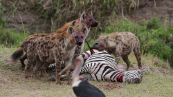 6 لحظه برتر شیر، تمساح، کرگدن،...