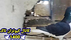 نکاتی در مورد ایرادهای کبوتر خ...