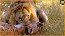 حیوانات راز بقا  نبرد های وحشت...