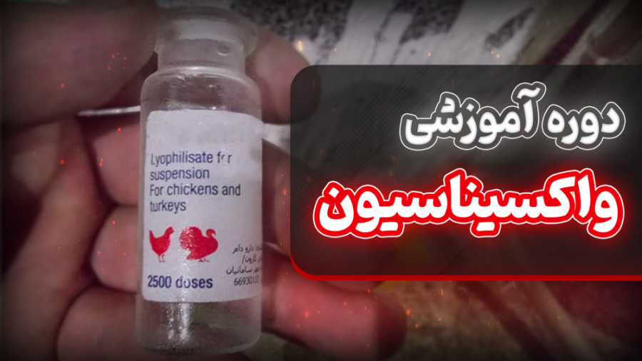 معرفی دوره آموزشی واکسیناسیون در مرغ گوشتی دکتر محمد مهدی عبدالهی (دامپزشک)