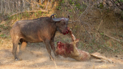 شش لحظه دیوانه وار کشتن شیر تو...