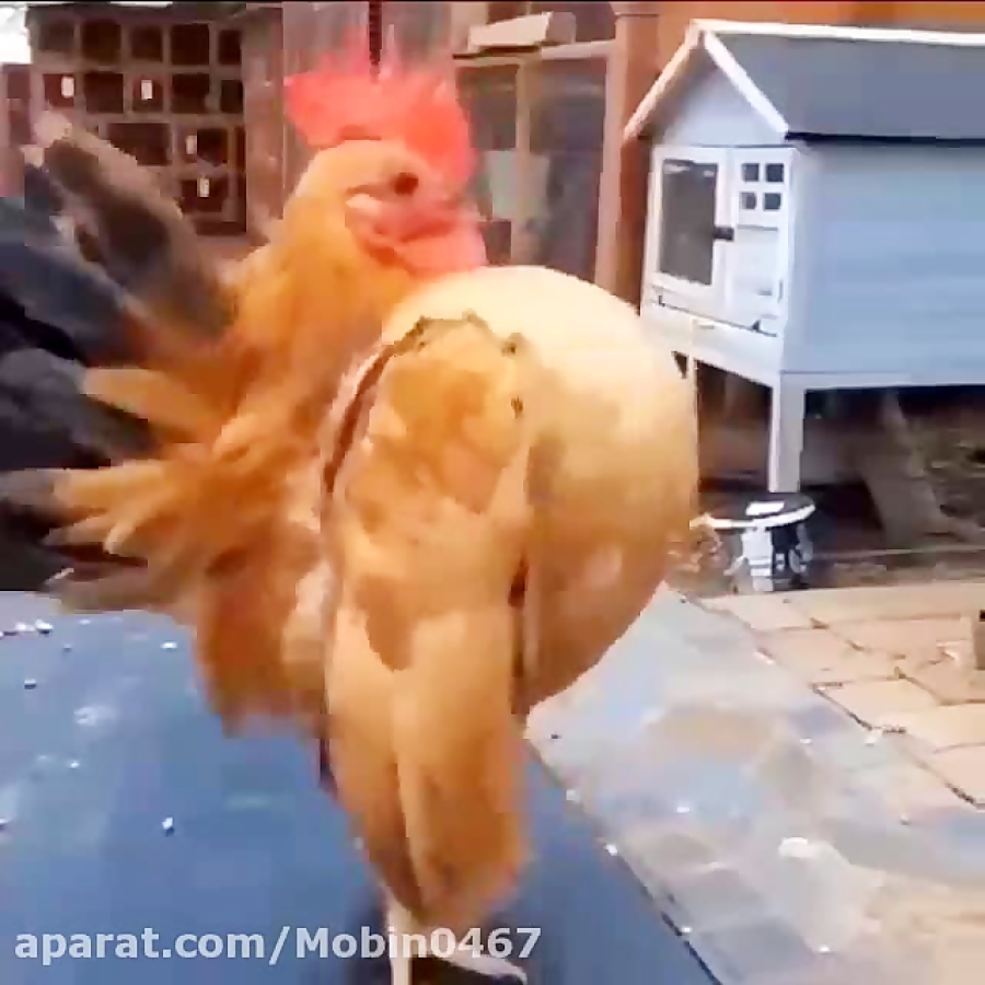 Курица прикол