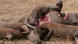 شش لحظه وحشیانه برتر شکار حیوا...