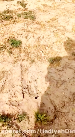 باغ درخت شناسی تنگستان ١٦ تيرماه ١٤٠١