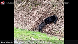 شکار خرس و خوردن طعمه زنده  حی...