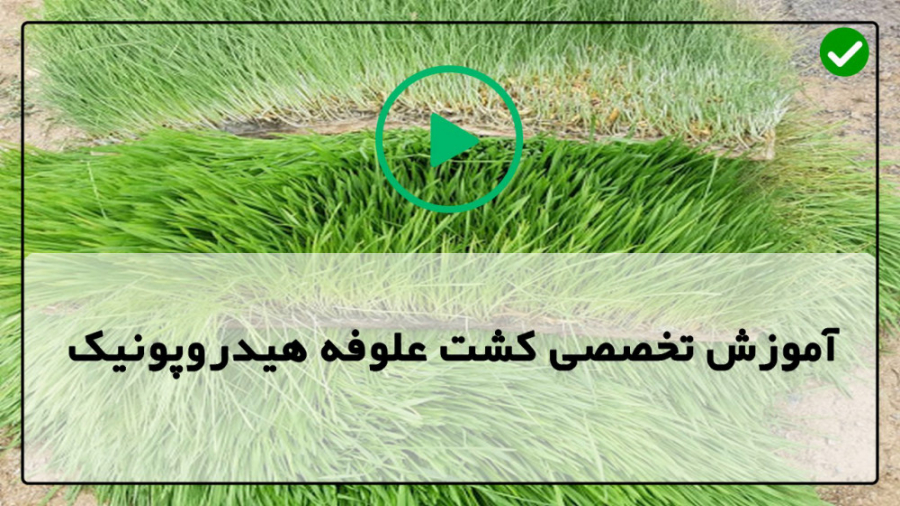 آموزش علوفه هیدروپونیک-فیلم علوفه هیدروپونیک- ( معرفی لامپ مناسب ) زمان490ثانیه
