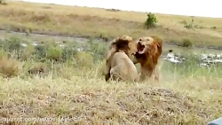 نبرد وحشیانه شیر های نر