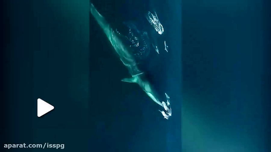 عظمت نهنگ آبی در کنار دلفین  ها   فیلم زمان13ثانیه