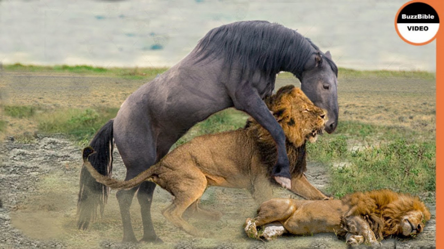 حیات وحش  مبارزه بی رحمانه اسب...