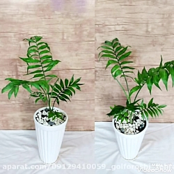 گل هدیه به عشق09129410059 تهران