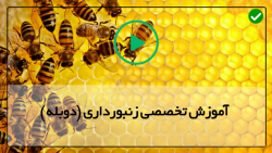 پرورش زنبورعسل (زنبورداری)-اولین کلونی