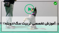 آموزش تربیت سگ نگهبان-سگ خانگی-آموزش مدفوع بیرون از خانه به هاسکی