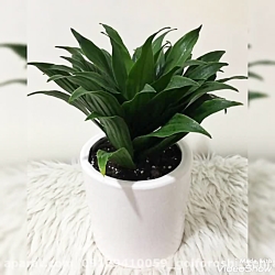 گل طبیعی مناسب آشپزخانه09129410059 تهران