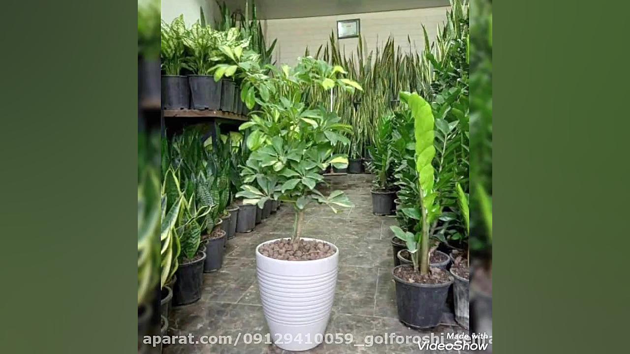 بهترین هدیه برای استاد موسیقی09129410059 تهران جراحی لثه