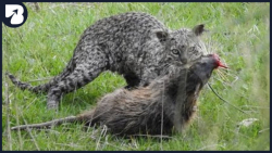 45 تا از لحظات وحشیانه حیوانات...