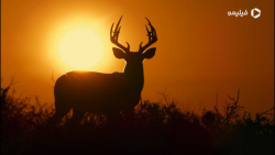 تریلر اعماق قلب: داستان حیات وحش تگزاس Deep in the Heart: A Texas Wildlife Story