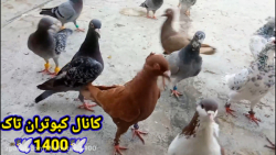 پر ریزی کبوترا وعلت خوب نپریدن...
