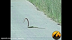 برترین لحظه های حیوانات  حیات...