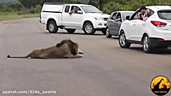 برترین لحظه های حیوانات  حیات...