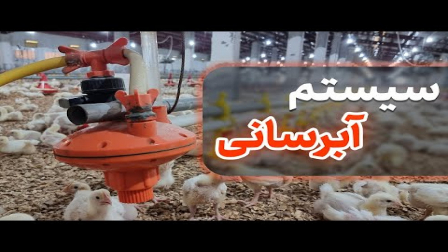 بررسی سیستم آبرسانی در مرغداری گوشتی دکتر محمد مهدی عبدالهی (دامپزشک)